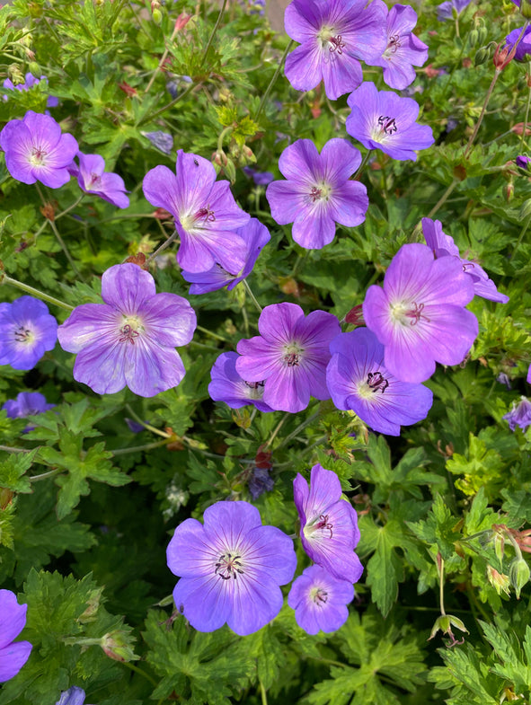 Geranium Rozanne has striking violet-blue flowers the shape of saucers.